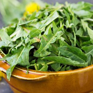 liście mniszka lekarskiego