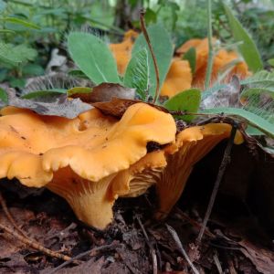 kurki w lesie w lipcu