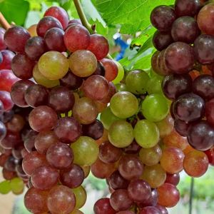 einset seedles winogrona