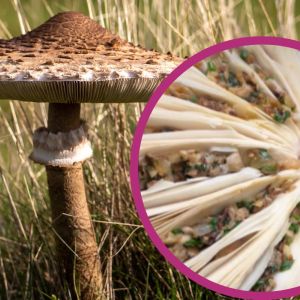 kanie - przepis francuskiego kucharza