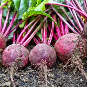 Przechowywanie buraków