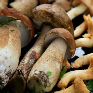 czyszczenie grzybów