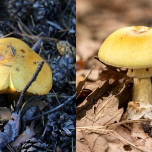 sobowtór gąski zielonki