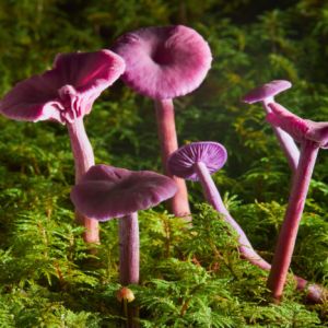 lakówka ametystowa w lesie