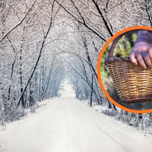 grzybobranie w Lutym