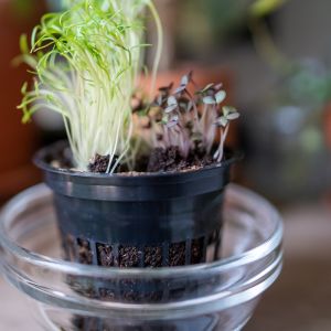 kiełki na parapecie