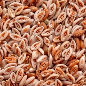 babka jajowata