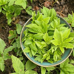 podagrycznik pospolity