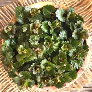 Bluszczyk kurdybanek