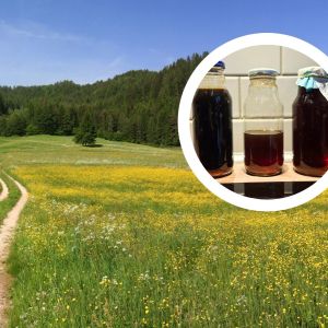 domowy miód z mniszka