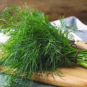 Przechowywanie koperku