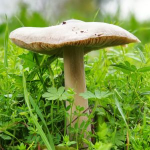 Ciemnobiałka płowa