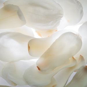 kwiaty magnolii