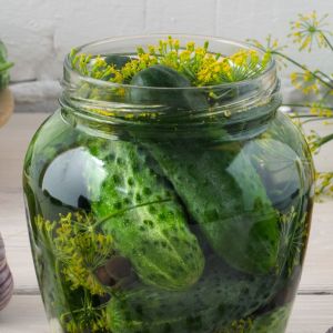 kiszenie ogórków z liściem laurowym