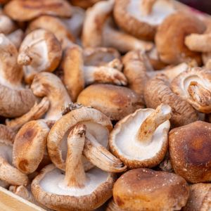 shiitake