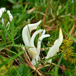 Goździeniec robakowaty (Clavaria fragilis)