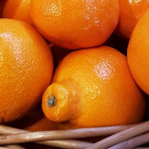 tangelo odmiany minneola