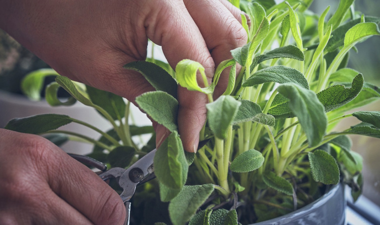 szałwia właściwości