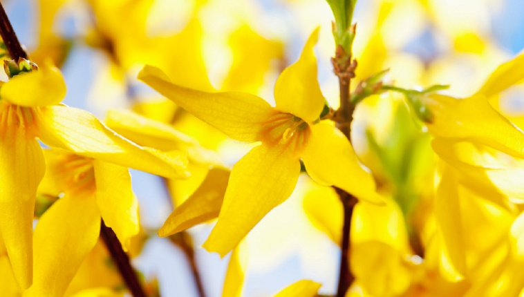 forsycja właściwości