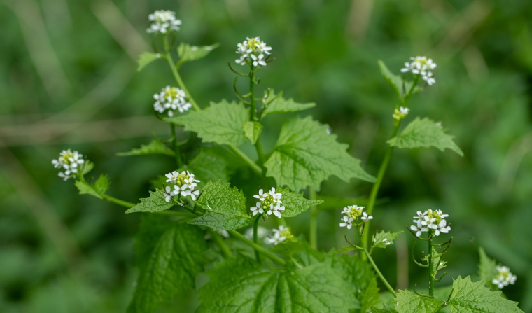 czosnaczek właściwości