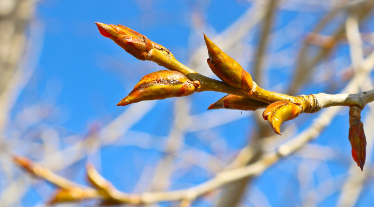 pączki topoli właściwości