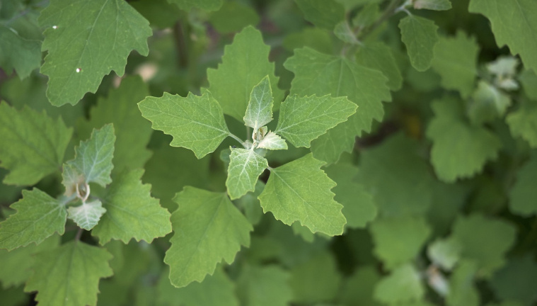 lebioda właściwości