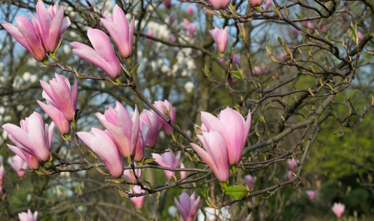 syrop z kwiatów magnolii przepis