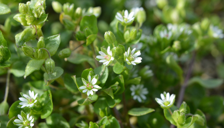 gwiazdnica pospolita właściwości