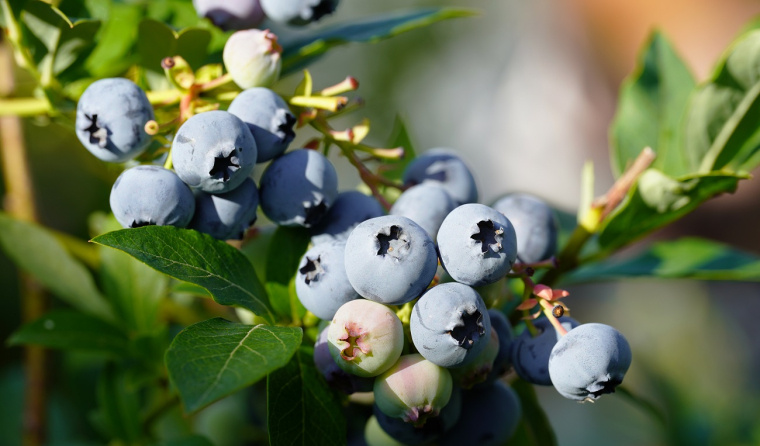 borówka amerykańska właściwości