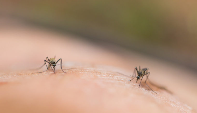 komary domowe sposoby