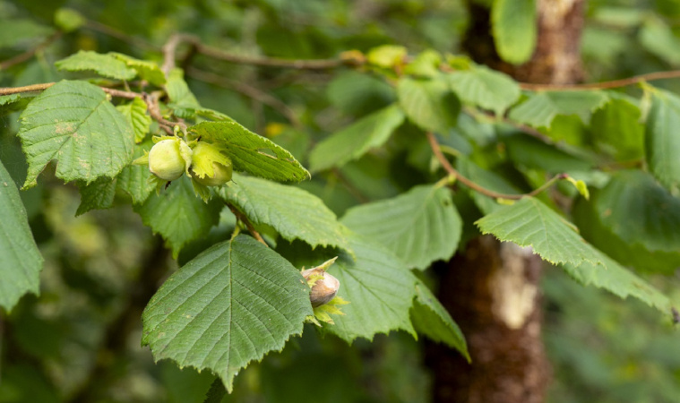 liście leszczyny właściwości