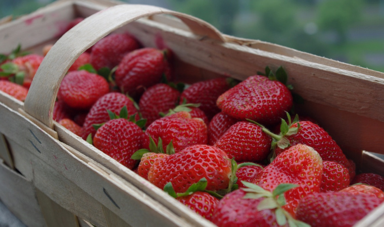truskawki właściwości