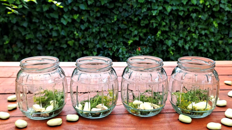 kiszony bób - krok 5