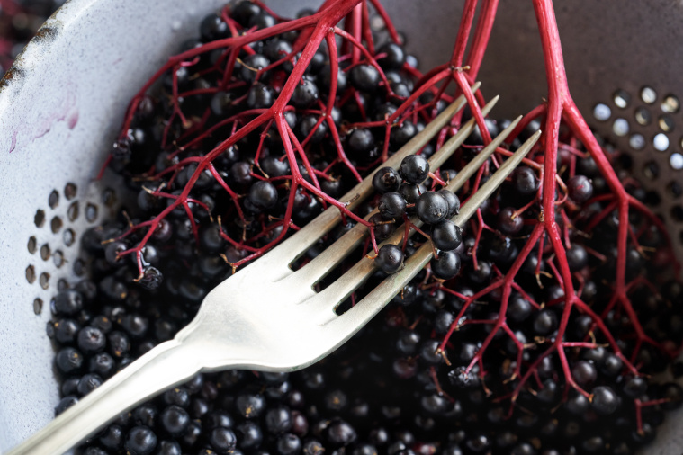 obieranie czarnego bzu widelcem