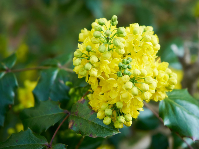 mahonia kwiaty