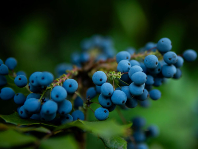 mahonia pospolita