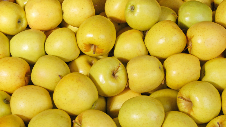 Golden Delicious jabłka