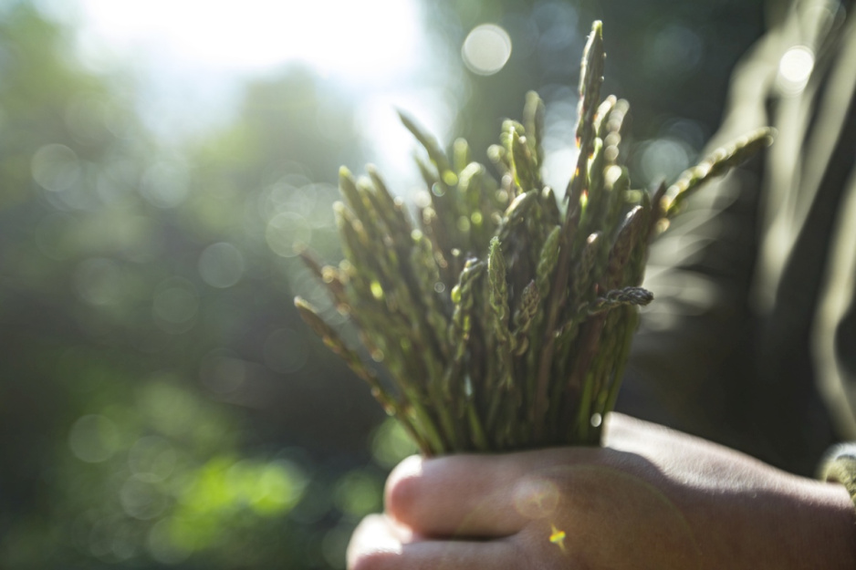Kiedy trwa sezon na szparagi?
