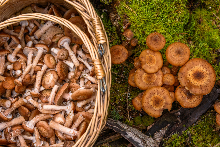 QUIZ dla fanów grzybów. Na 6 pytaniu wykładają się nawet najlepsi grzybiarze