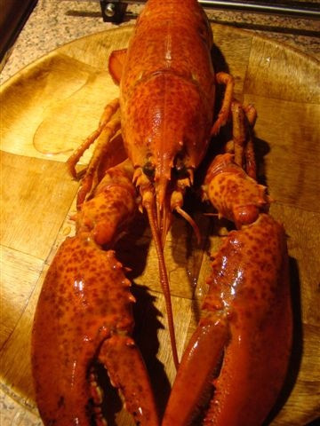 homar_pierwsze_starcie