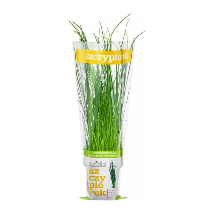 Baziółka szczypiorek