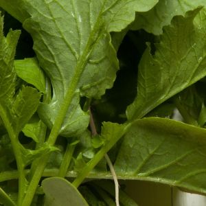 niedoceniane liście