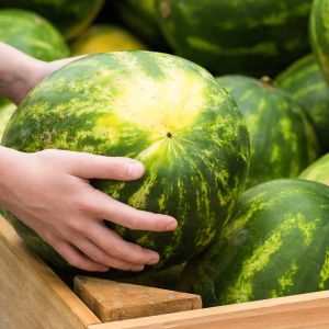 jak wybrać słodkiego arbuza