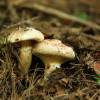 grzyby matsutake