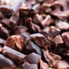 surowe ziarna kakaowca