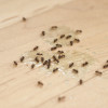 oprysk na mrówki