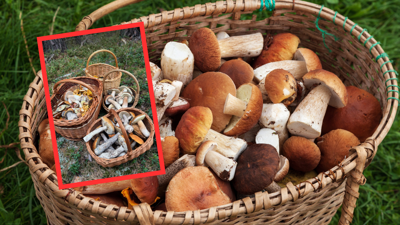 Mushroom abundance in mid-September: porcini, chanterelles and more