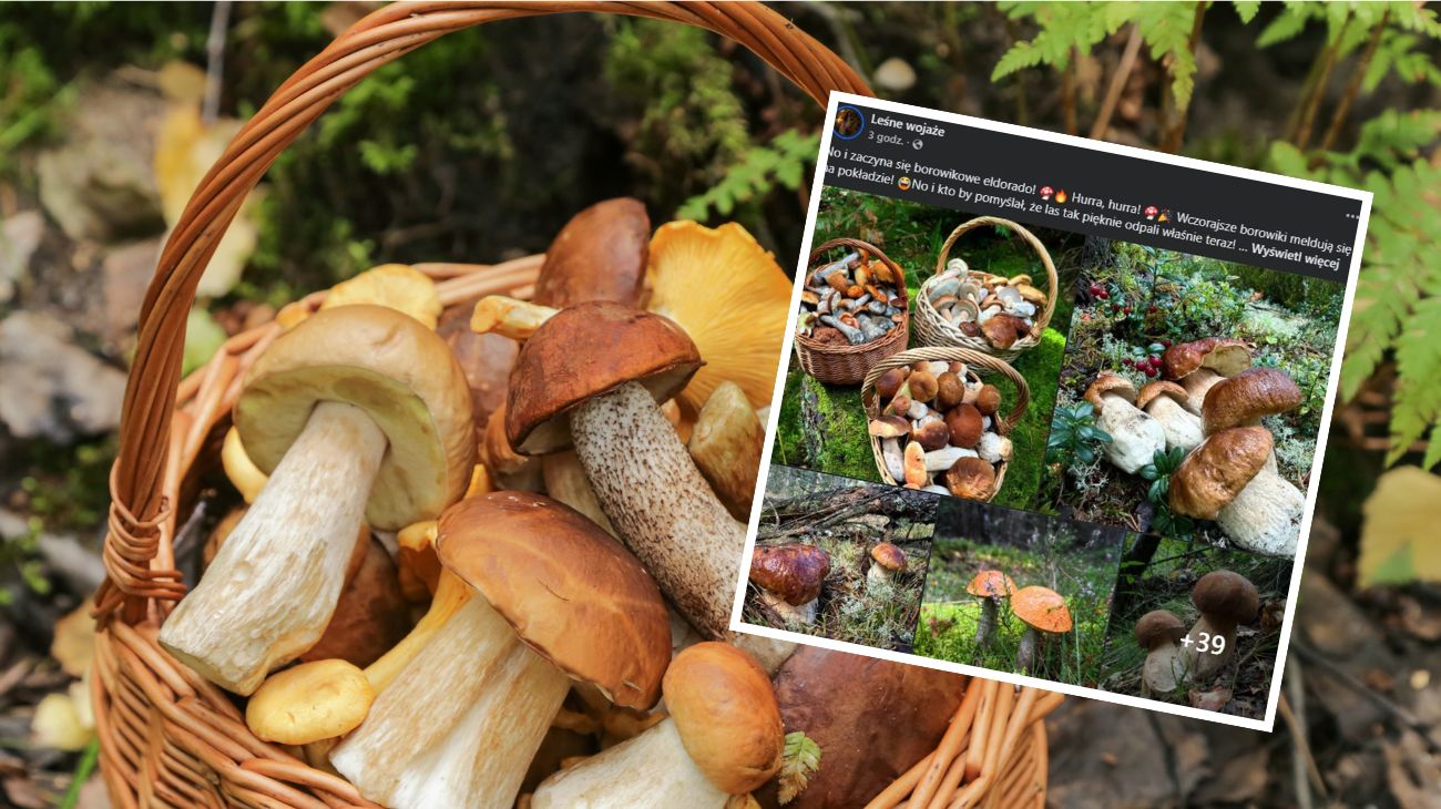 Wrzesień pełen grzybów: borowiki w rekordowych ilościach